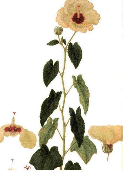 Fountain of Flowers 2 -  Set 10. 60 Pages to DOWNLOAD